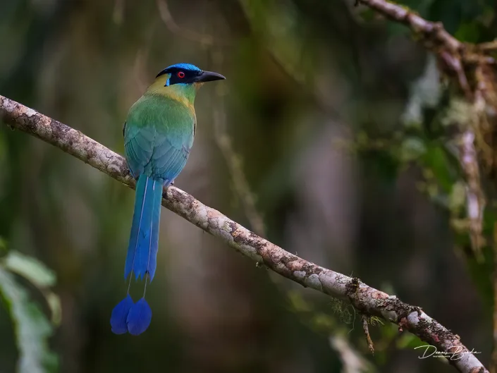 Andean Motmot Hooglandmotmot op een dunne tak