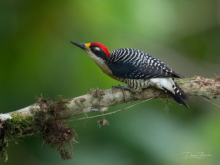 Black-cheeked Woodpecker Zwartwangspecht on a branch