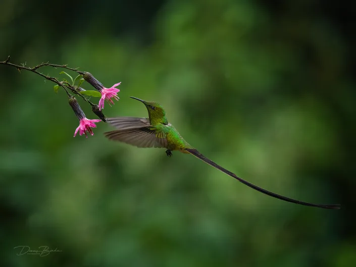 Black-tailed Trainbearer hummingbird Zwartstaartkomeetkolibrie near pink flower