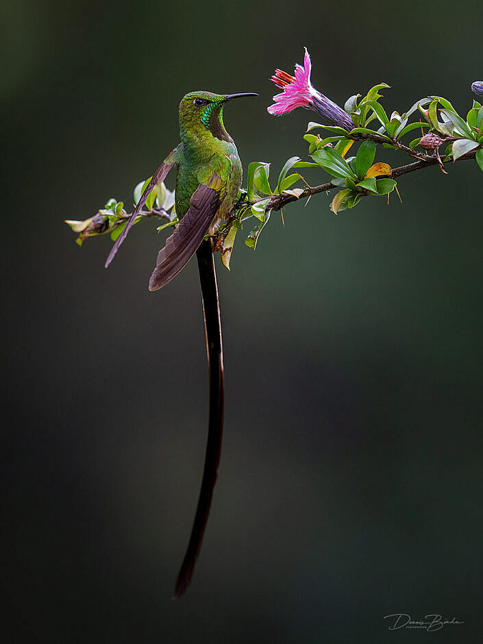 Black-tailed Trainbearer hummingbird Zwartstaartkomeetkolibrie bij roze bloem