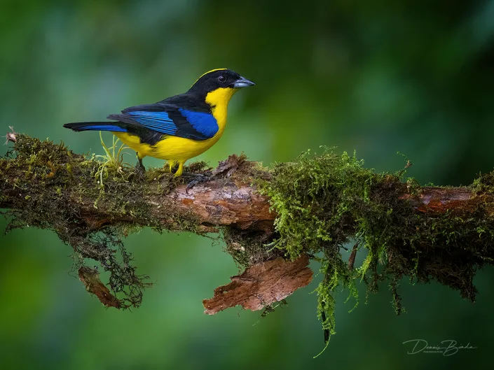 Blue-winged Mountain Tanager Blauwvleugelbergtangare op dikke tak