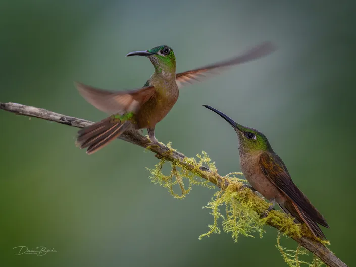 Fawn-breasted Brilliant hummingbirds Bruinborstbriljantkolibries naast elkaar