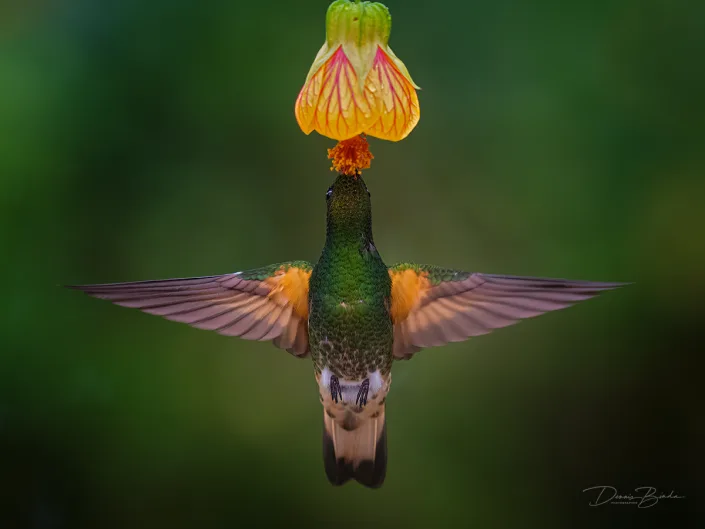 Buff-tailed Coronet Bruinstaarthoornkolibrie hangt onder gele bloem