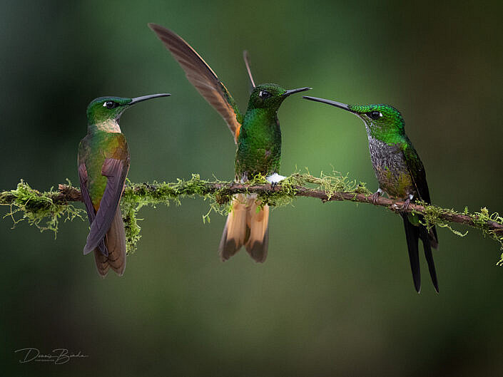 Buff-tailed Coronet and Fawn-breasted Brilliant and Empress Brilliant hummingbirds