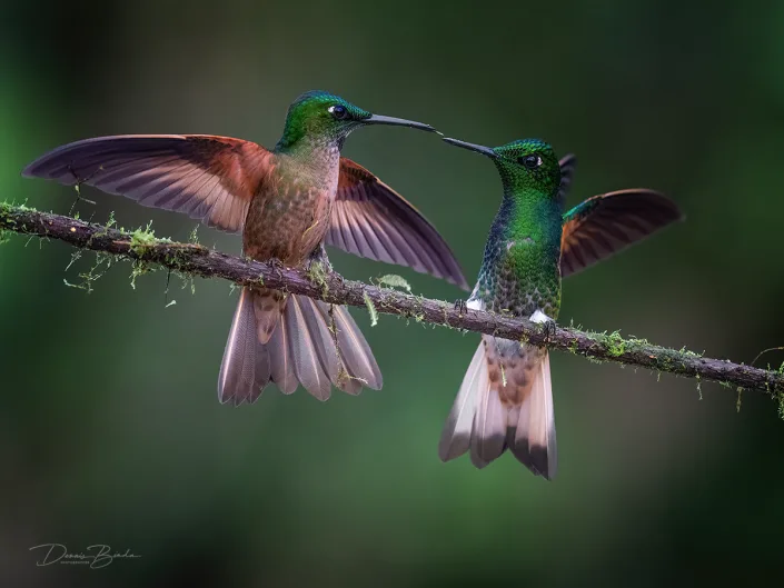 Buff-tailed Coronet hummingbird and Fawn-breasted Brilliant hummingbirds