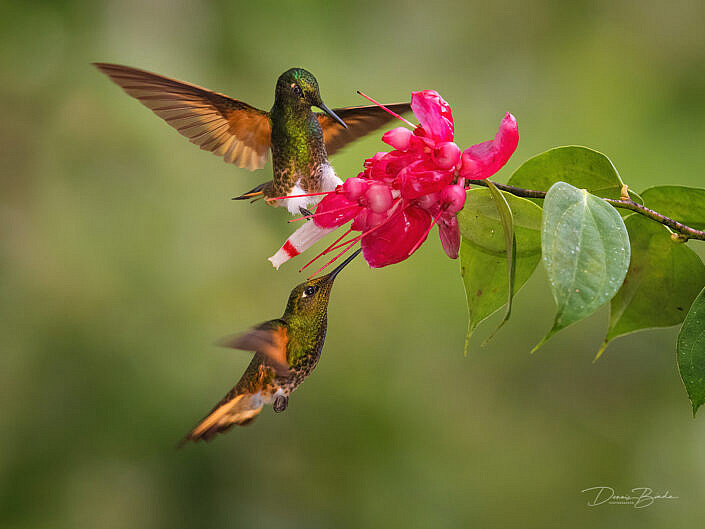 Buff-tailed Coronet hummingbirds Bruinstaarthoornkolibries bij een rode bloem