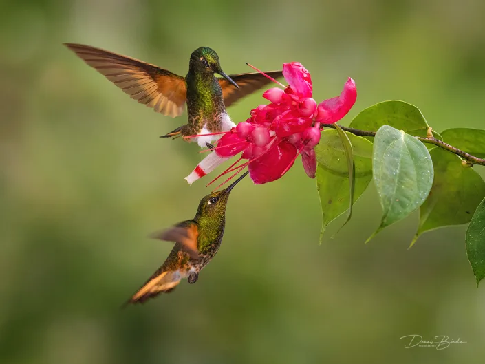 Buff-tailed Coronet hummingbirds Bruinstaarthoornkolibries bij een rode bloem