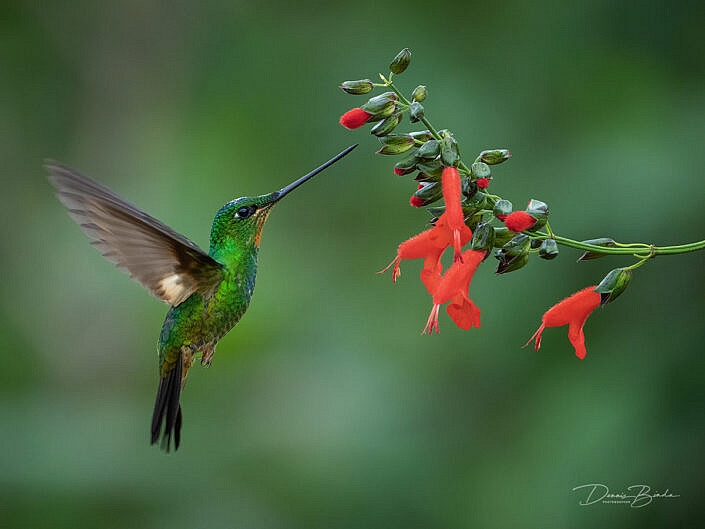 Buff-winged Starfrontlet hummingbird Bruinvleugelincakolibrie bij rode bloem