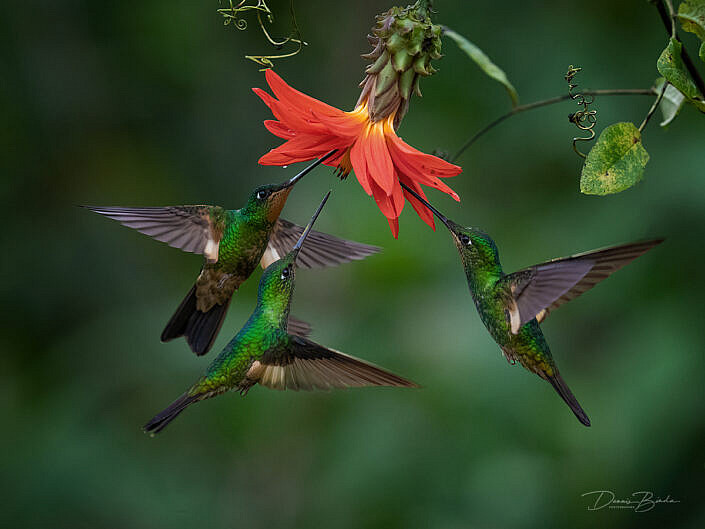 three Buff-winged Starfrontlet hummingbirds Bruinvleugelincakolibries