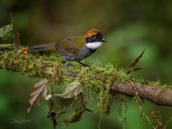 Chestnut-capped Brush-Finch Bruinkapstruikgors op bruine tak