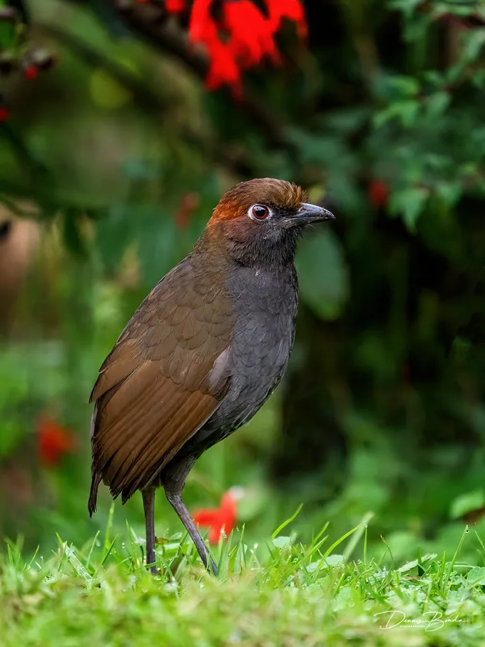 Chestnut-naped Antpitta Roodnekmierpitta tussen de rode bloemen