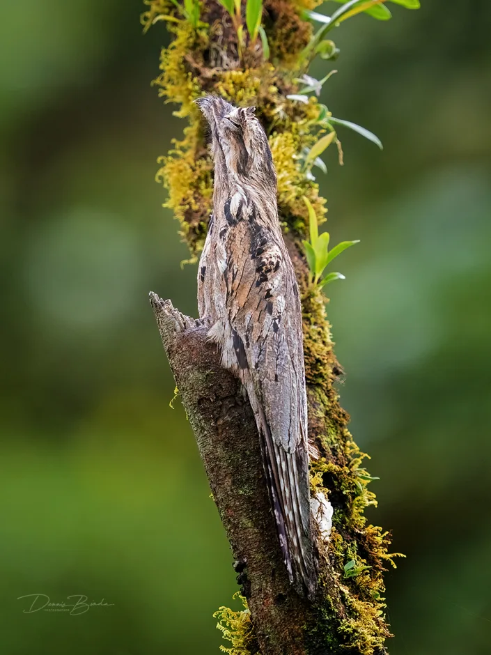 Common potoo Grijze reuzennachtzwaluw in camouflage