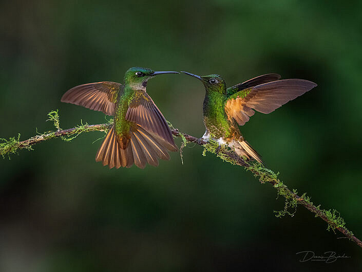 Fawn-breasted Brilliant and Buff-tailed Coronet hummingbirds on a branch