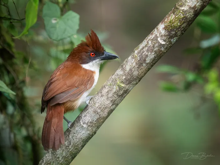 Female Great Antshrike Grote mierklauwier on a thick branch