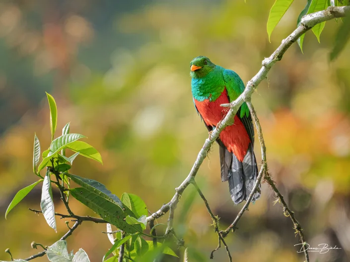 Golden-headed Quetzal Goudkopquetzal op een witte tak