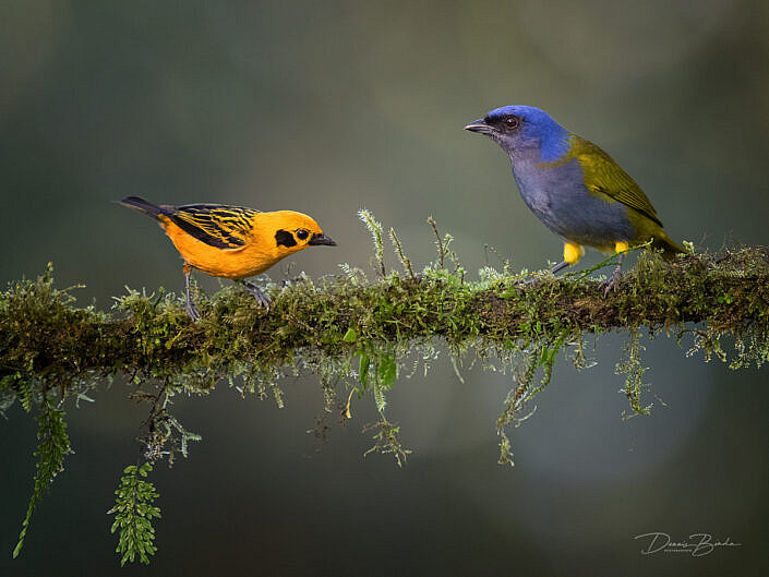 Golden tanager and Blue-capped Tanager on a mossy branch