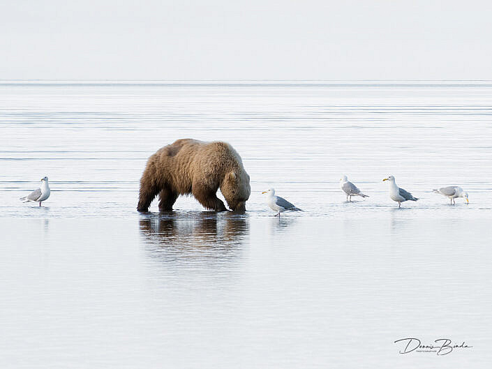Grizzly bear and Gulls