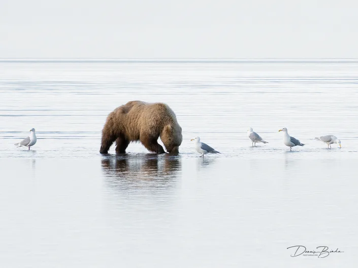 Grizzly bear and Gulls