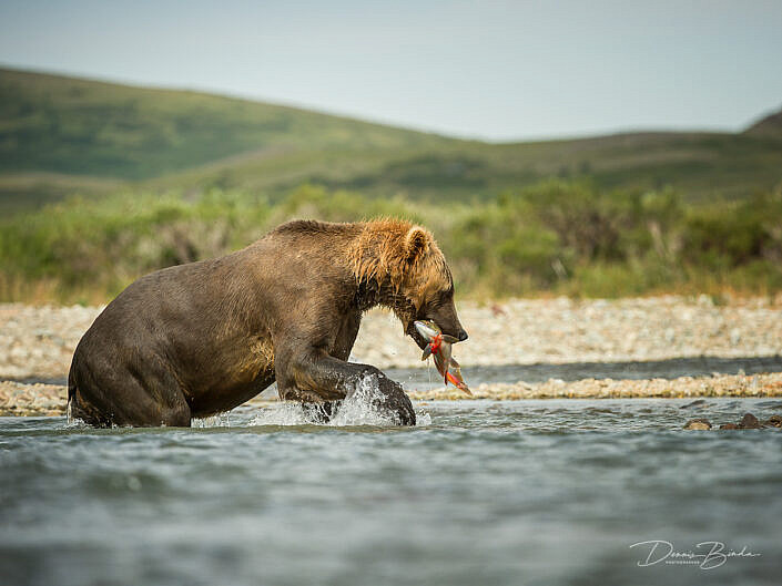 Grizzly Bear catching salmon