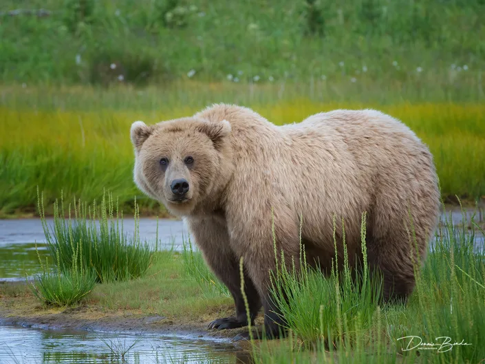 Grizzly bear drinking