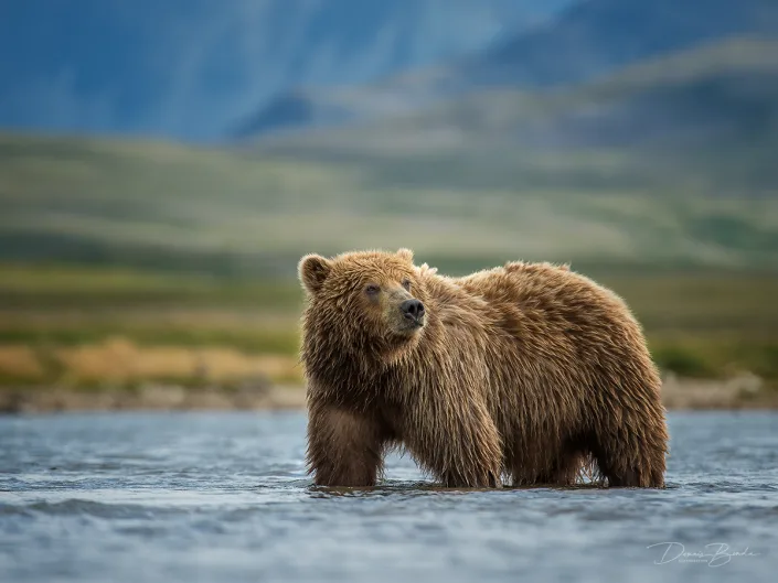 Grizzly Bear in the water