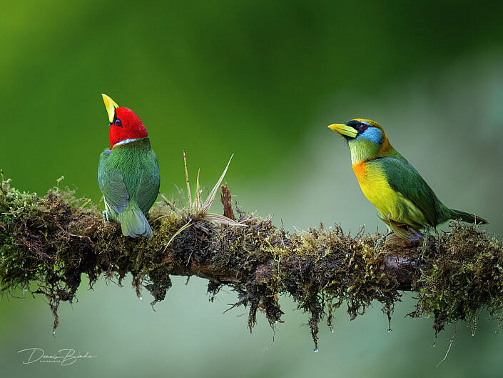 male and female Red-headed Barbet Roodkopbaardvogels on a branch