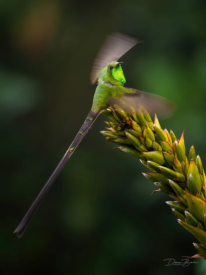 Male Black-tailed Trainbearer hummingbird Zwartstaartkomeetkolibrie on a green flower