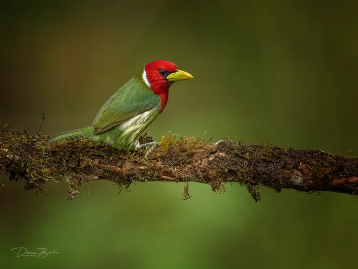 male Red-headed Barbet Roodkopbaardvogel op tak met mos