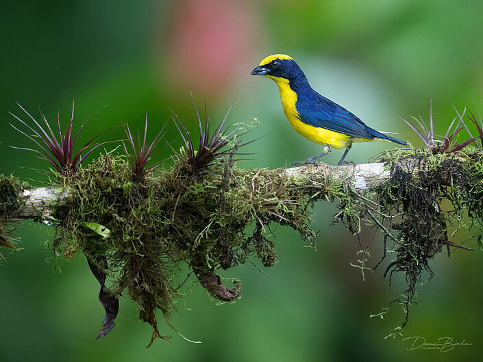male Thick-billed Euphonia Dikbekorganist standing on a branch