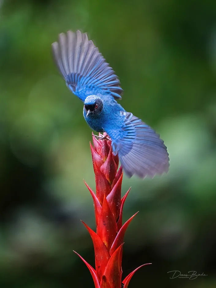 Masked Flowerpiercer Maskerberghoningkruiper on a red flower