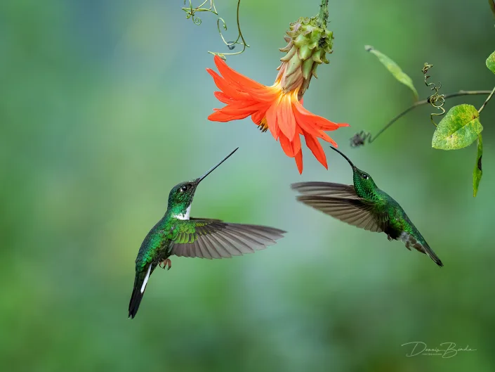 Two Mountain Velvetbreast hummingbirds near a red flower