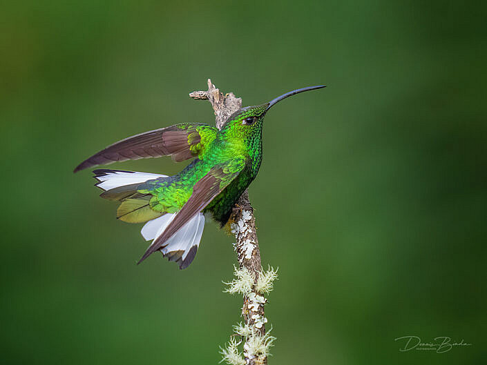 Mountain Velvetbreast hummingbird Draadvleugelkolibrie met open vleugels