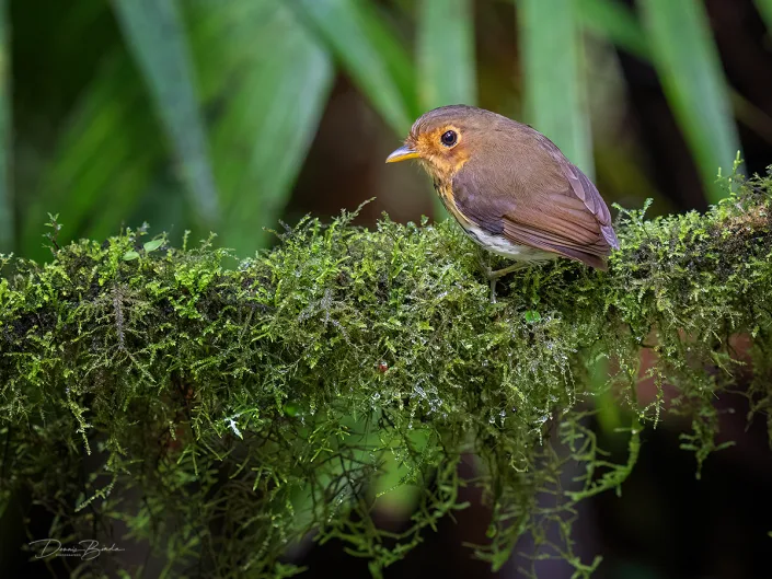 Ochre-breasted Antpitta Okerborstdwergmierpitta in het bos