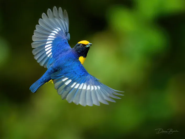 Orange-bellied Euphonia Vuurbuikorganist met open vleugels