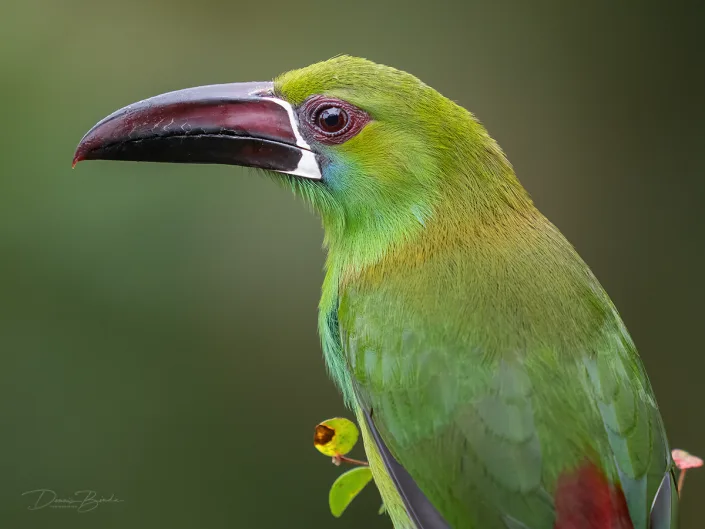 Crimson-rumped Toucanet Roodstuitarassari portret