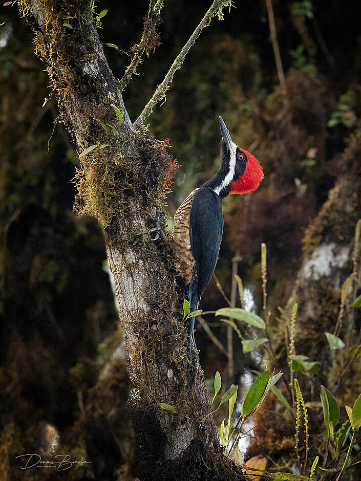 Powerful Woodpecker Bruingebandeerde Specht tegen een boom