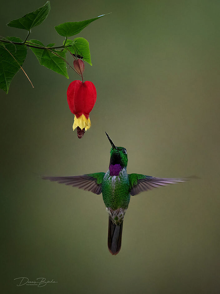 Purple-bibbed Whitetip hummingbird Wittipkolibrie bij rode bloem