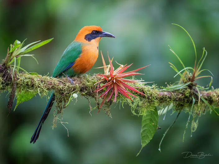 Rufous Motmot Rosse Motmot zit naast een bromelia