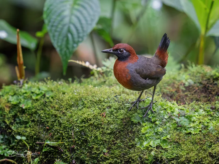 Rufous-breasted Antthrush Roodborstmierlijster op de grond