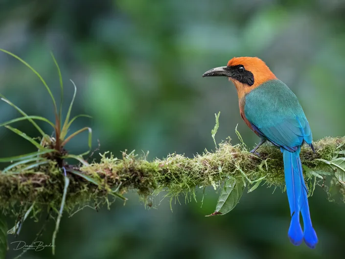 Rufous Motmot Rosse Motmot kijkt naar rechts