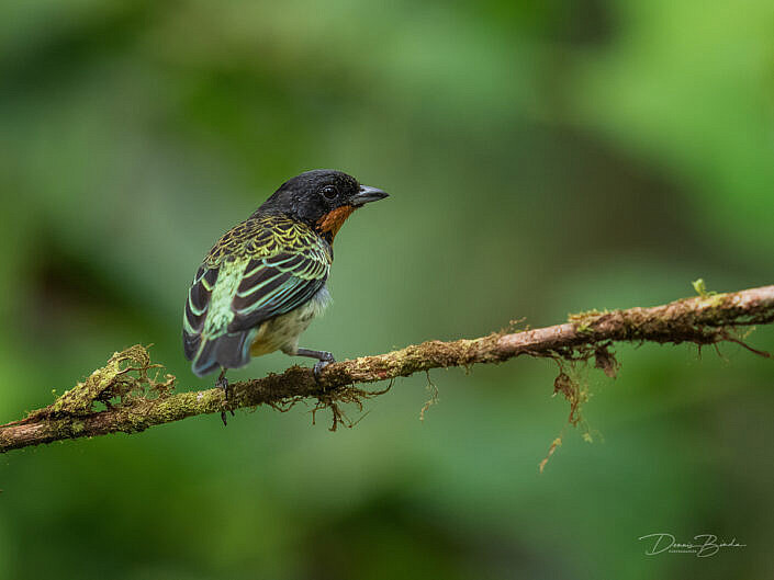 Rufous-throated Tanager Roestkeeltangare op dunne tak