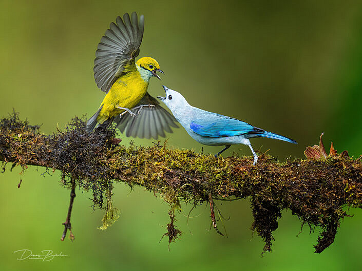 Silver-throated Tanager and Blue-grey Tanager fighting on a branch