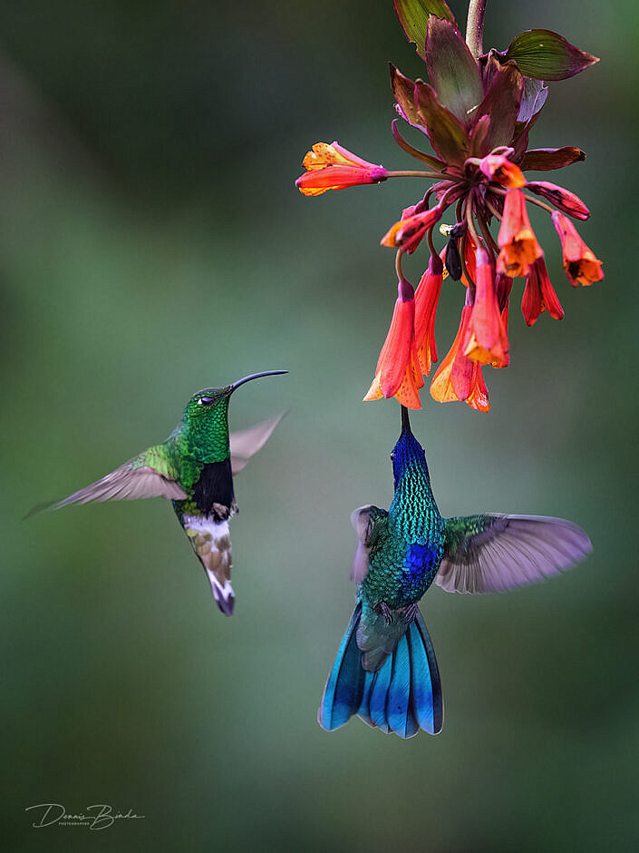 Sparkling Violetear and Mountain Velvetbreast hummingbirds near red flowers