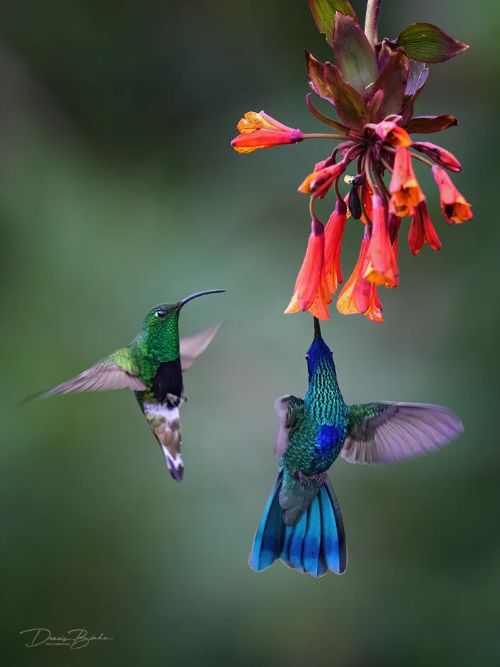 Sparkling Violetear and Mountain Velvetbreast hummingbirds near red flowers