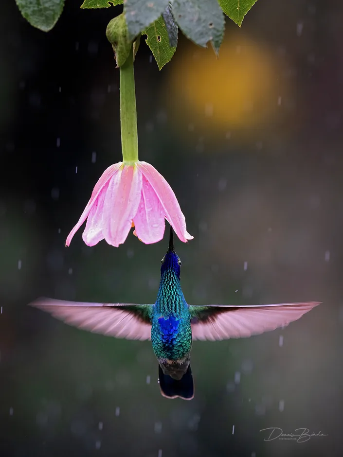 Sparkling Violetear hummingbird Goulds violetoorkolibrie under a pink flower
