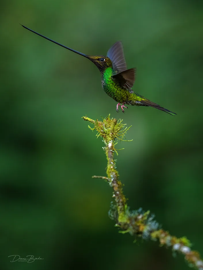 Sword-billed hummingbird Zwaardkolibrie stijgt op vanaf een tak