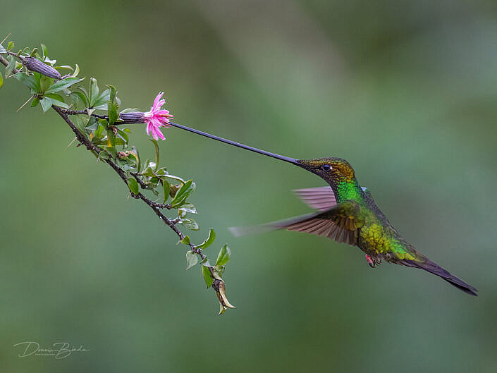 Sword-billed hummingbird Zwaardkolibrie bij roze bloem