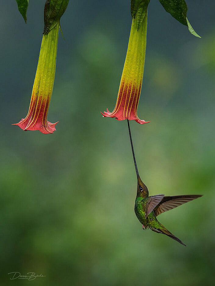 Sword-billed hummingbird Zwaardkolibrie bij trompetbloem