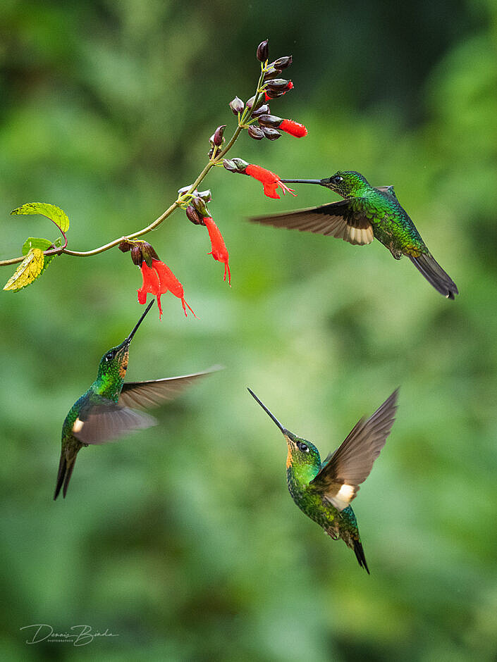 Three Buff-winged Starfrontlet hummingbirds Bruinvleugelincakolibrie at a red flower