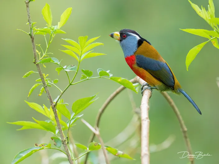 Toucan Barbet Toekanbaardvogel tussen de bladeren